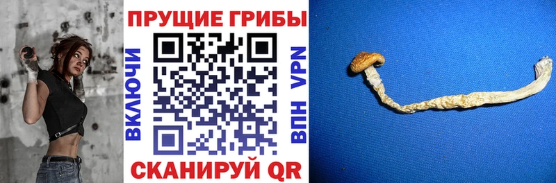 Псилоцибиновые грибы Psilocybine cubensis  даркнет сайт  Гаврилов Посад 